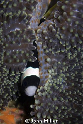 Hiding clown fish, taken on Canon 40D with 100mm macro le... by John Miller 
